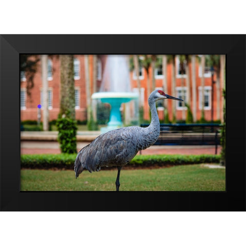 DeLand Bird Black Modern Wood Framed Art Print by Malone, Will