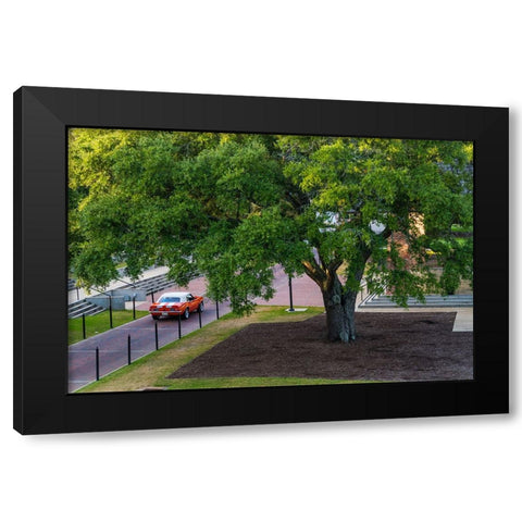 Camaro Through The Park Black Modern Wood Framed Art Print by Malone, Will