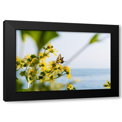 Monarch Black Modern Wood Framed Art Print with Double Matting by Malone, Will
