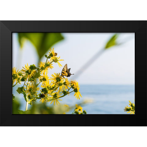 Monarch Black Modern Wood Framed Art Print by Malone, Will