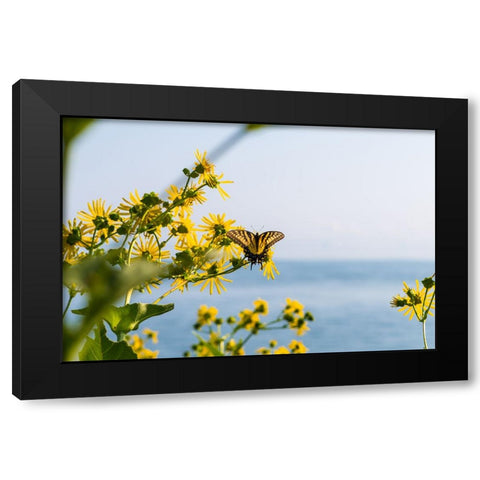 Monarch 2 Black Modern Wood Framed Art Print with Double Matting by Malone, Will