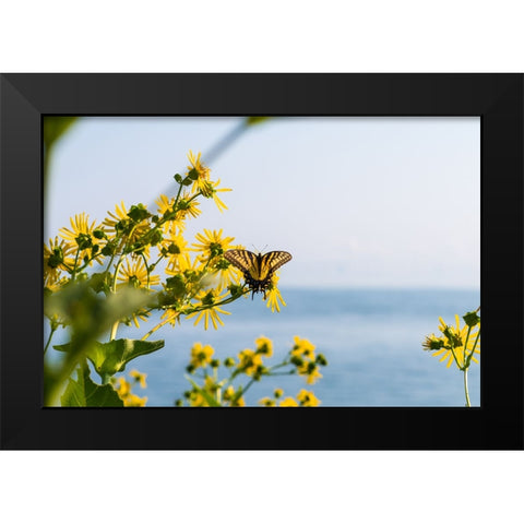 Monarch 2 Black Modern Wood Framed Art Print by Malone, Will