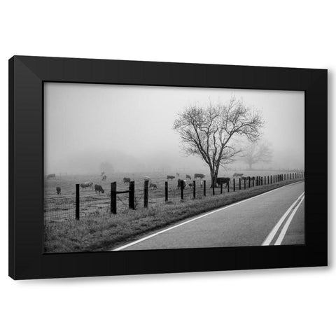 Cows in Fog Black Modern Wood Framed Art Print by Malone, Will