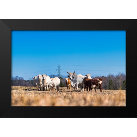 Drawing a Crowd Black Modern Wood Framed Art Print by Malone, Will