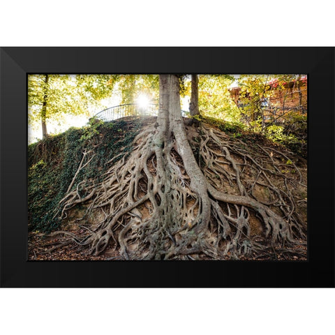 Roots Black Modern Wood Framed Art Print by Malone, Will