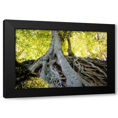 Roots 3 Black Modern Wood Framed Art Print by Malone, Will