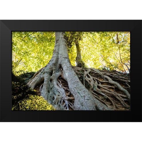 Roots 3 Black Modern Wood Framed Art Print by Malone, Will