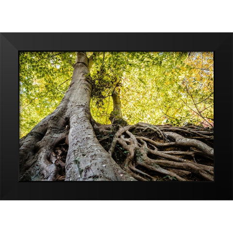 Roots 5 Black Modern Wood Framed Art Print by Malone, Will