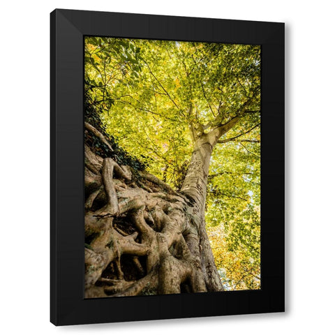Roots 6 Black Modern Wood Framed Art Print by Malone, Will