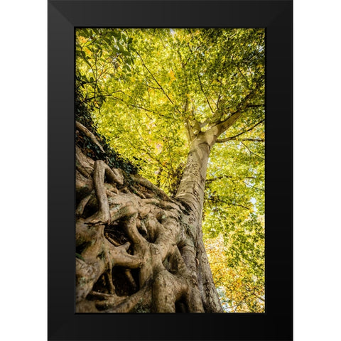 Roots 6 Black Modern Wood Framed Art Print by Malone, Will
