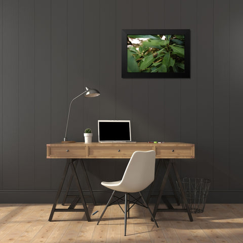Yellow Branch Snail Black Modern Wood Framed Art Print by Malone, Will