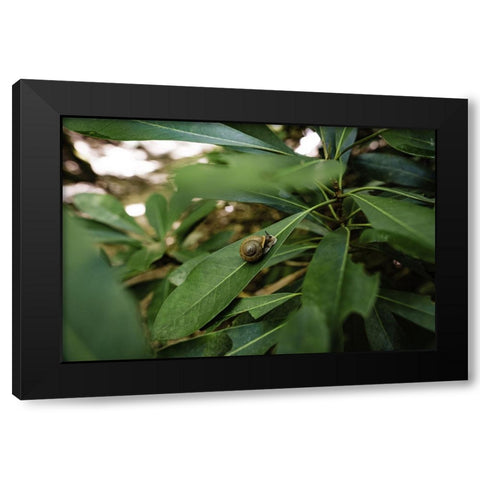 Yellow Branch Snail Black Modern Wood Framed Art Print with Double Matting by Malone, Will
