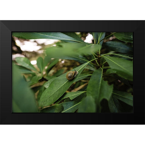 Yellow Branch Snail Black Modern Wood Framed Art Print by Malone, Will