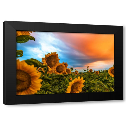 Denver Downs Sunrise Black Modern Wood Framed Art Print with Double Matting by Malone, Will