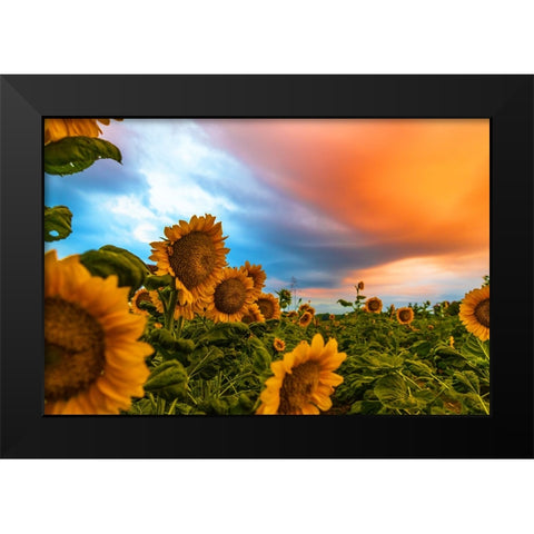 Denver Downs Sunrise Black Modern Wood Framed Art Print by Malone, Will