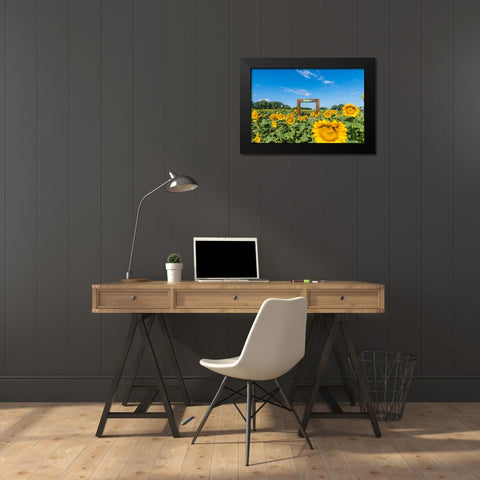 Denver Downs Sunflowers 1 Black Modern Wood Framed Art Print by Malone, Will