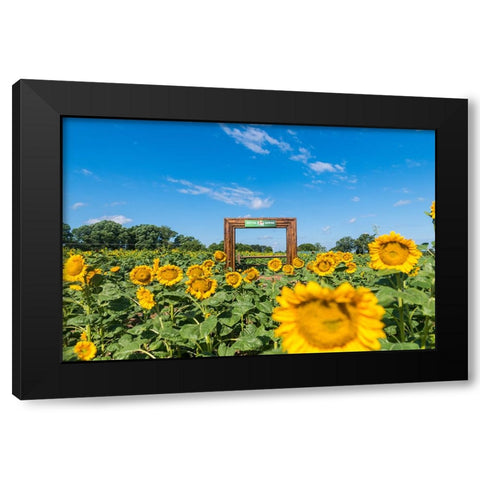 Denver Downs Sunflowers 1 Black Modern Wood Framed Art Print with Double Matting by Malone, Will
