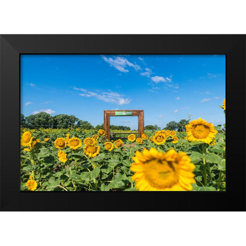 Denver Downs Sunflowers 1 Black Modern Wood Framed Art Print by Malone, Will