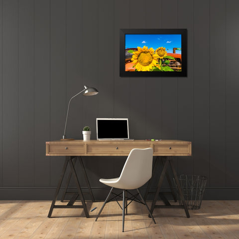 Denver Downs Sunflowers 2 Black Modern Wood Framed Art Print by Malone, Will