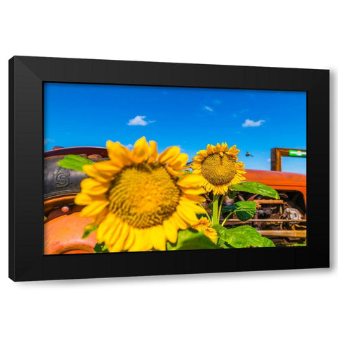 Denver Downs Sunflowers 2 Black Modern Wood Framed Art Print with Double Matting by Malone, Will