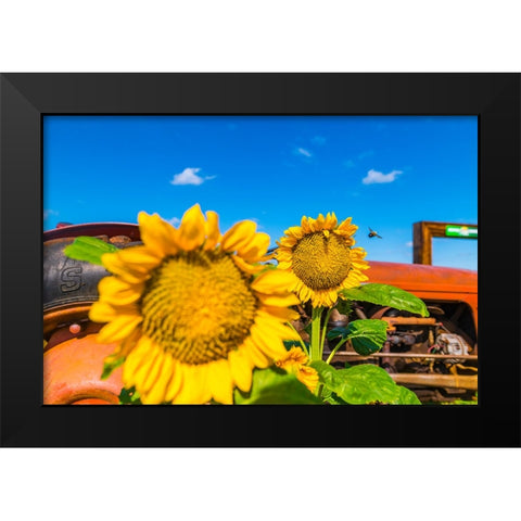 Denver Downs Sunflowers 2 Black Modern Wood Framed Art Print by Malone, Will