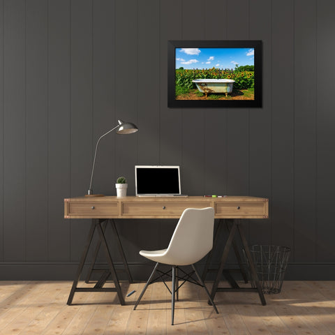 Denver Downs Sunflowers 4 Black Modern Wood Framed Art Print by Malone, Will