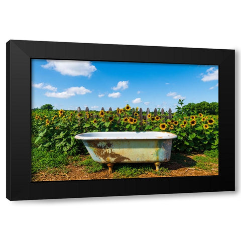 Denver Downs Sunflowers 4 Black Modern Wood Framed Art Print with Double Matting by Malone, Will
