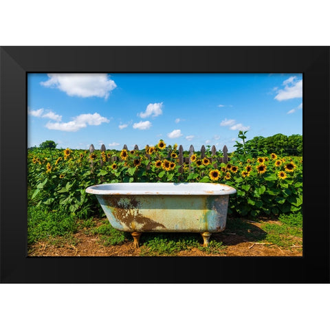 Denver Downs Sunflowers 4 Black Modern Wood Framed Art Print by Malone, Will