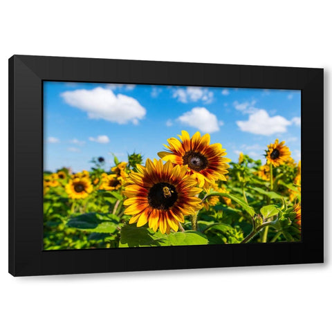 Denver Downs Sunflowers 5 Black Modern Wood Framed Art Print with Double Matting by Malone, Will