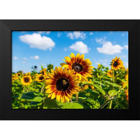 Denver Downs Sunflowers 5 Black Modern Wood Framed Art Print by Malone, Will