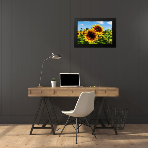 Denver Downs Sunflowers 6 Black Modern Wood Framed Art Print by Malone, Will