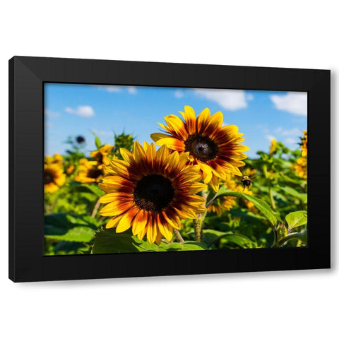 Denver Downs Sunflowers 6 Black Modern Wood Framed Art Print with Double Matting by Malone, Will