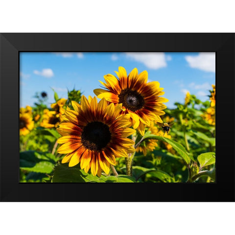 Denver Downs Sunflowers 6 Black Modern Wood Framed Art Print by Malone, Will