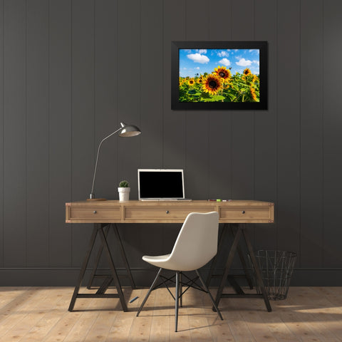 Denver Downs Sunflowers 7 Black Modern Wood Framed Art Print by Malone, Will