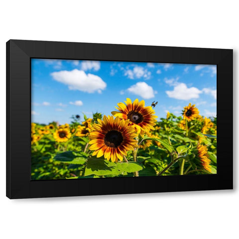 Denver Downs Sunflowers 7 Black Modern Wood Framed Art Print by Malone, Will