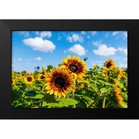 Denver Downs Sunflowers 7 Black Modern Wood Framed Art Print by Malone, Will