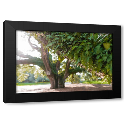Big Oak 2 Black Modern Wood Framed Art Print with Double Matting by Malone, Will