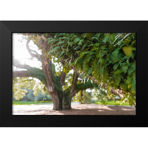 Big Oak 2 Black Modern Wood Framed Art Print by Malone, Will
