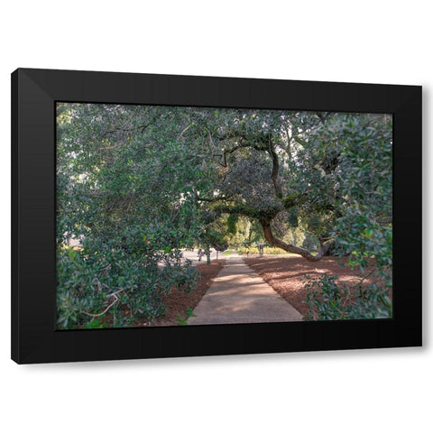 Big Oak 3 Black Modern Wood Framed Art Print by Malone, Will