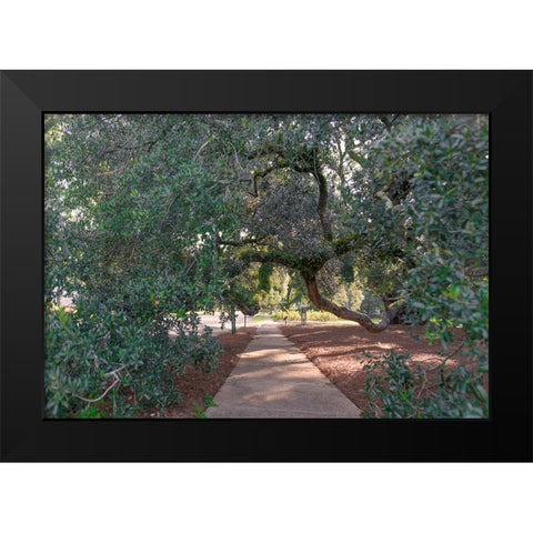Big Oak 3 Black Modern Wood Framed Art Print by Malone, Will