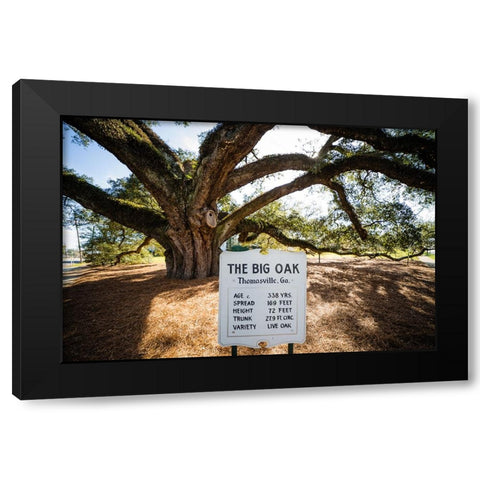 Big Oak 6 Black Modern Wood Framed Art Print with Double Matting by Malone, Will