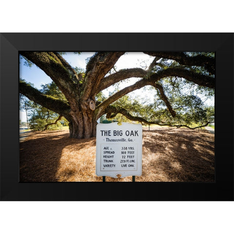 Big Oak 6 Black Modern Wood Framed Art Print by Malone, Will