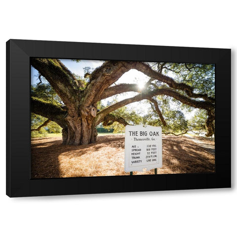 Big Oak 7 Black Modern Wood Framed Art Print with Double Matting by Malone, Will