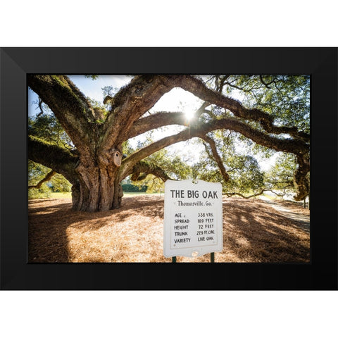 Big Oak 7 Black Modern Wood Framed Art Print by Malone, Will