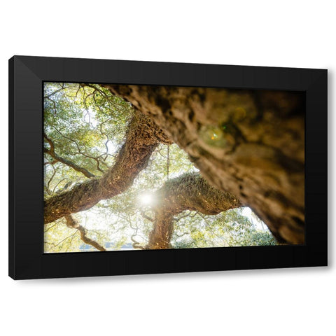 Big Oak 8 Black Modern Wood Framed Art Print with Double Matting by Malone, Will