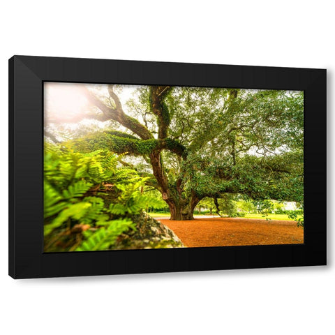 Big Oak 9 Black Modern Wood Framed Art Print with Double Matting by Malone, Will