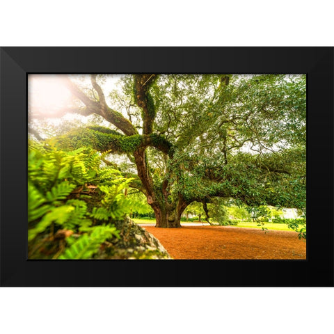 Big Oak 9 Black Modern Wood Framed Art Print by Malone, Will