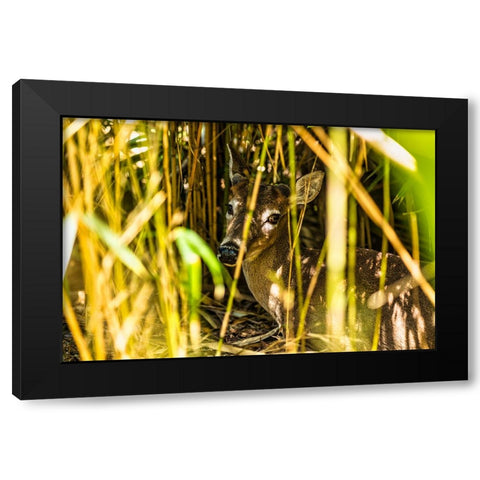 Deer at Rest Black Modern Wood Framed Art Print with Double Matting by Malone, Will