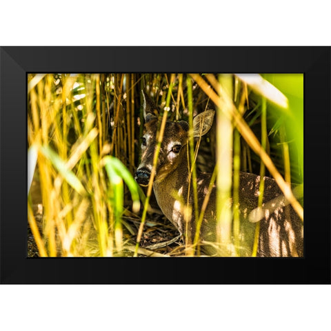 Deer at Rest Black Modern Wood Framed Art Print by Malone, Will