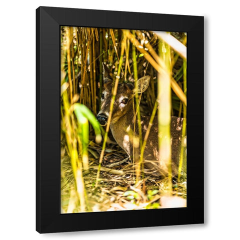 Deer at Rest Vertical Black Modern Wood Framed Art Print with Double Matting by Malone, Will